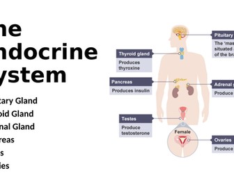 The structure, function and main disorders of the endocrine system