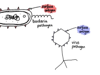 Immune Response - simplified diagrams.