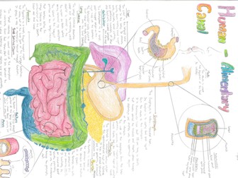 IGCSE Biology Digestive System Poster Pearson Edexcel