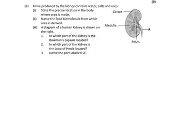 L.C Biology - 3.4.6 - The Excretory System in Humans