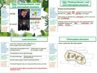 Leaf and Chloroplast structure - AQA A Level Biology- 11. Photosynthesis