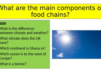 What are the main components of food chains?