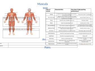 Muscles and antagonistic pairs revision sheet