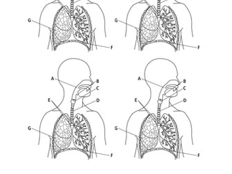 Respiratory sytem