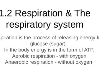 Respiratory system