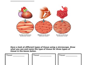 Tissues, Organs and Organ Systems