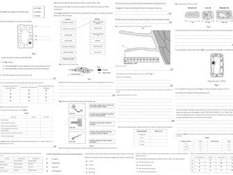 IGCSE CIE A3 Exam sheet - Organisation