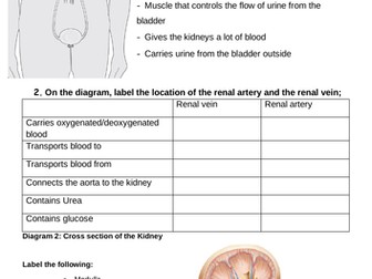 End of Topic Revision: Human Excretion IGCSE