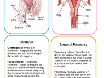Child Development- Revision Cards