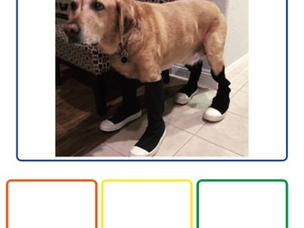 Colourful Semantics- What is the dog/cat wearing?