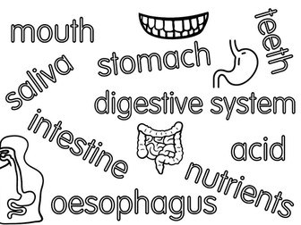 digestive system KS2 vocab colouring page