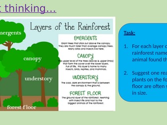 What is happening in the rainforest?