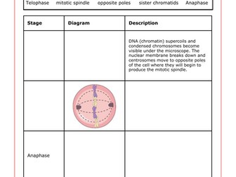 Stages of Mitosis Summary Worksheet