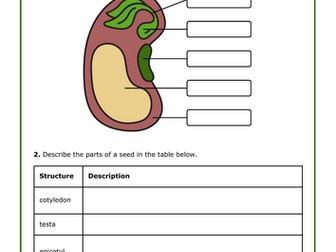 Seed Structure + Answers