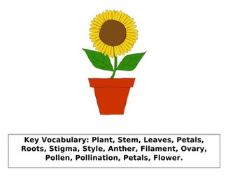 Parts of a Plant Year 3