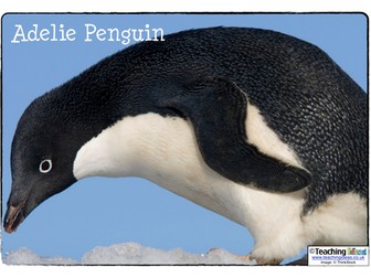 Year 1 lesson Polar animals