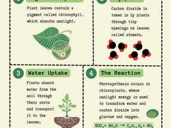 Photosynthesis Process - Classroom Poster