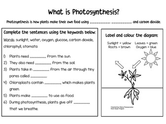 Photosynthesis Worksheet