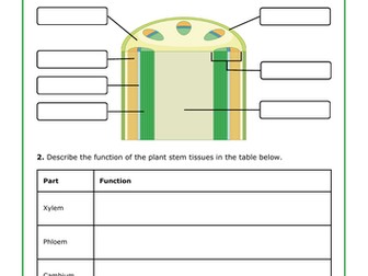 Labelling Plant Stem Tissue + Answers