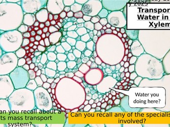 7.7 Transport of Water in the Xylem