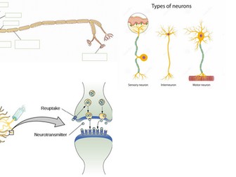 Synaptic Transmission