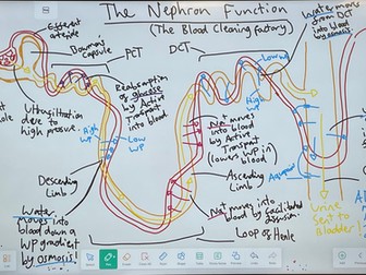 Osmoregulation and Nephron Function figure