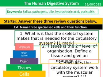 KS3 and 4 Science Digestive system GCSE