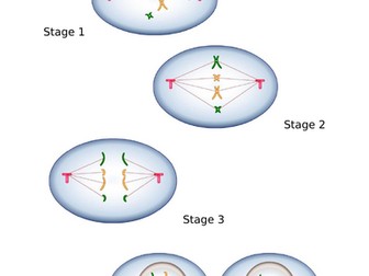 National 5 Biology: Unit 2 Multicellular organisms- 2.2 Producing new cells