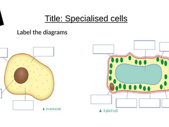 KS3 Year 7 Cells Unit