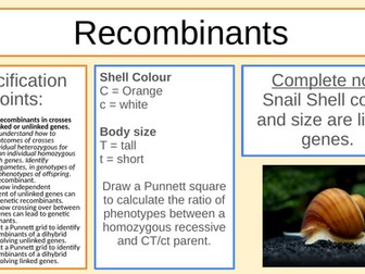 Recombinants (genetics) IB/A-Level