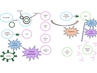 The immune system flow diagram- A-level