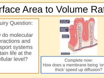 MYP/GCSE Bio Surface Area to Volume Ratio