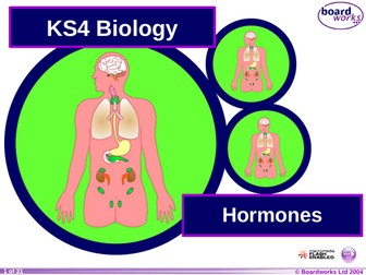 The endocrine system