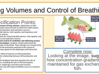 IB BIO: Lung Volumes Spirometers Neural Control