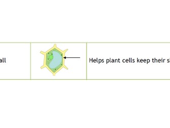 Cell Organelle Information Hunt Cards