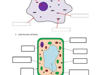 Cells (Eukaryote and Prokaryote) Revision
