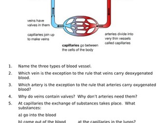 Blood Vessels