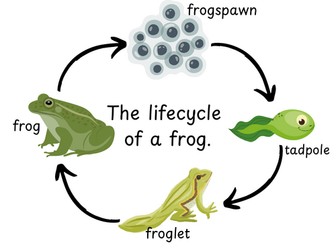 EYFS Lifecycles For Display