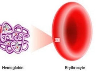 OCR A LEVEL BIOLOGY A H420 HAEMOGLOBIN AND CO2 CARRIAGE