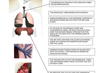 GCSE PE: Lesson 13: The respiratory system