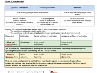 Types of contraction KS5 PE