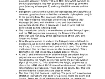 Transcription and Translation Notes
