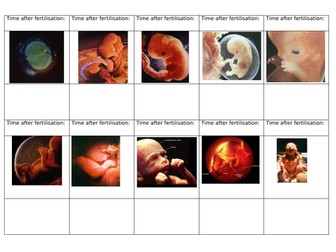 Baby  Development and Gestation (Reproduction topic)