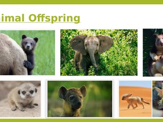 Animal babies (Reproduction Topic)