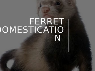 Ferret domestication