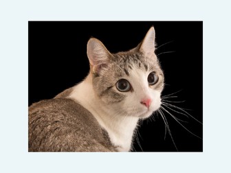 Varied English tasks - topic based lessons