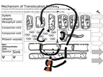 Translocation Review