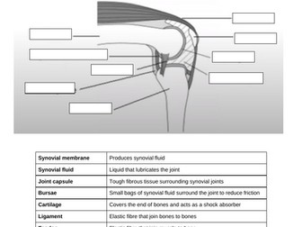 AQA GCSE PE Synovial Joints - label and questions