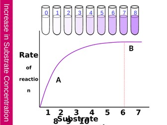 Effect of Substrate Concentration on the Rate of an Enzyme Controlled Reaction 2025.ppt