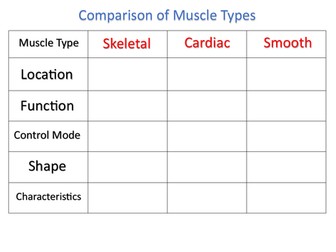 GCSE PE – Muscle Types Worksheet